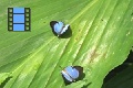 Scene 15 1_Male and female  Arawcus phaea courting on leaf